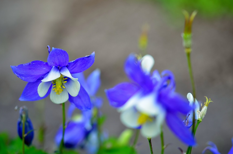 Blossom bloom petals