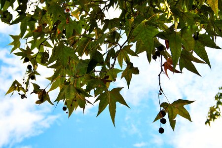 Twigs seeds foliage hanging