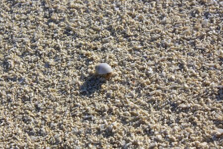 Crab hermit beach