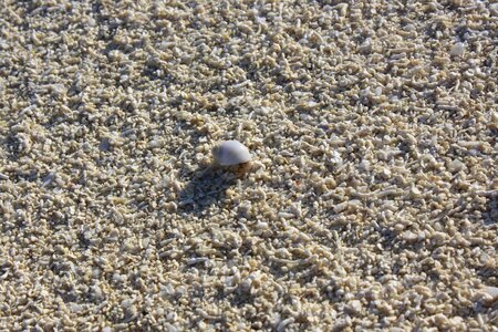 Crab hermit beach photo