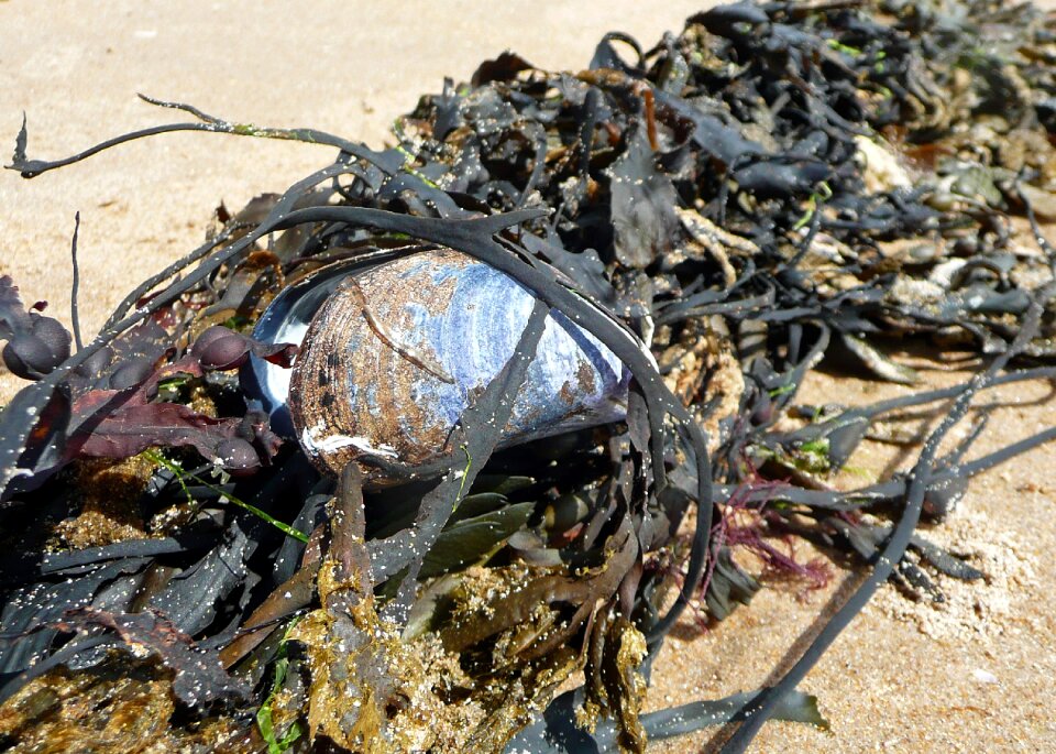 Beach seaweed on beach sea