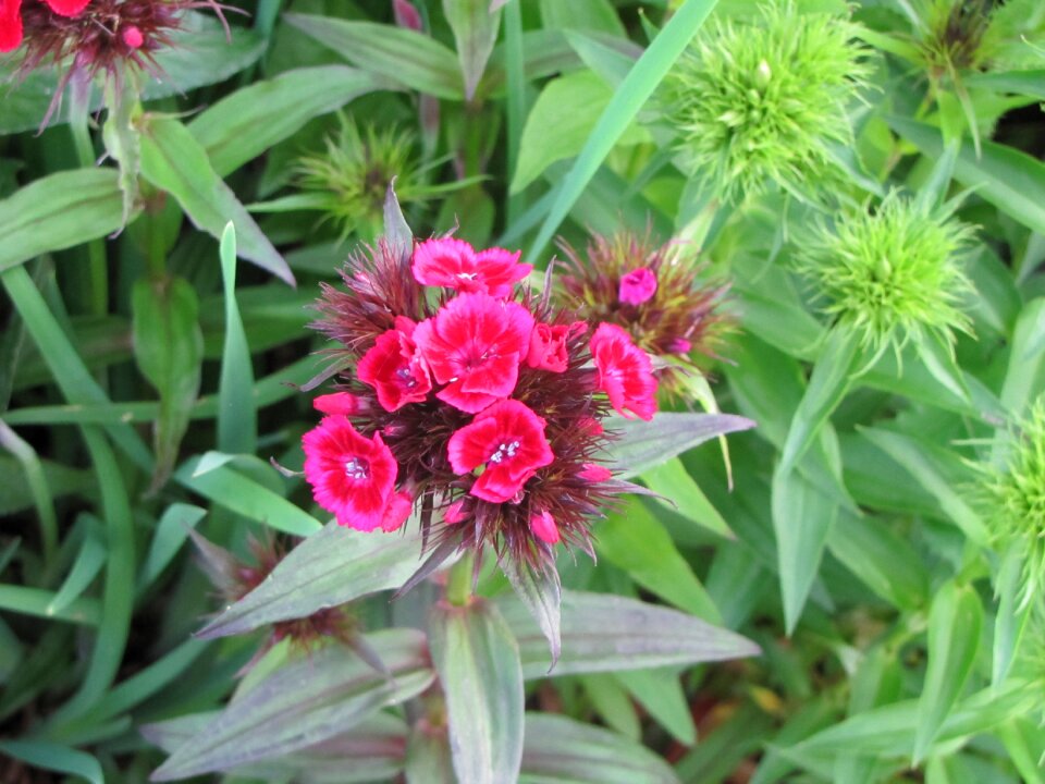 Summer flowers cloves pink