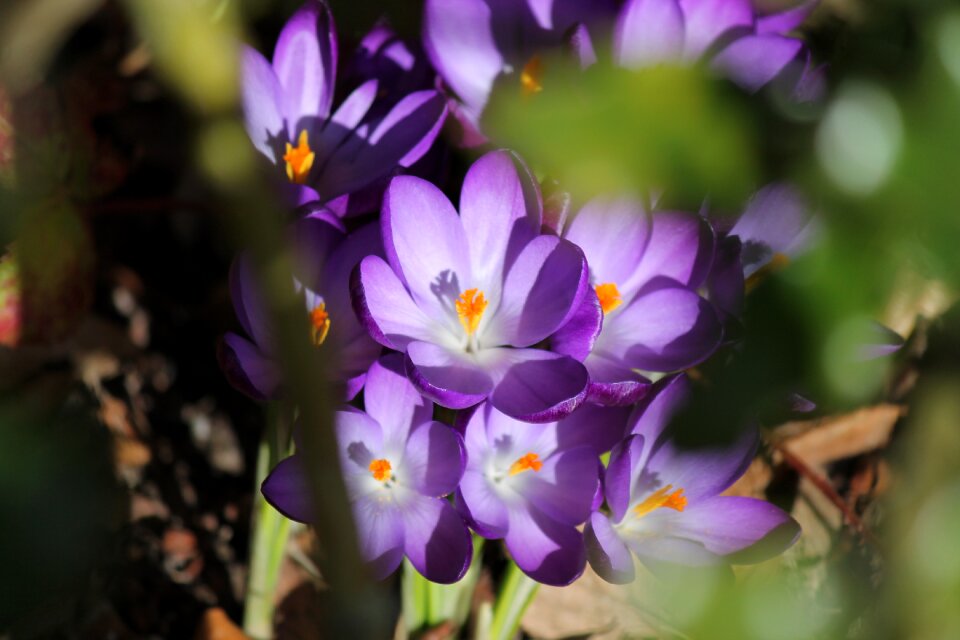 Flowers flower close up