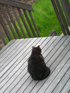 Outdoors deck wood