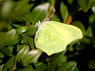 Insect spring close up photo