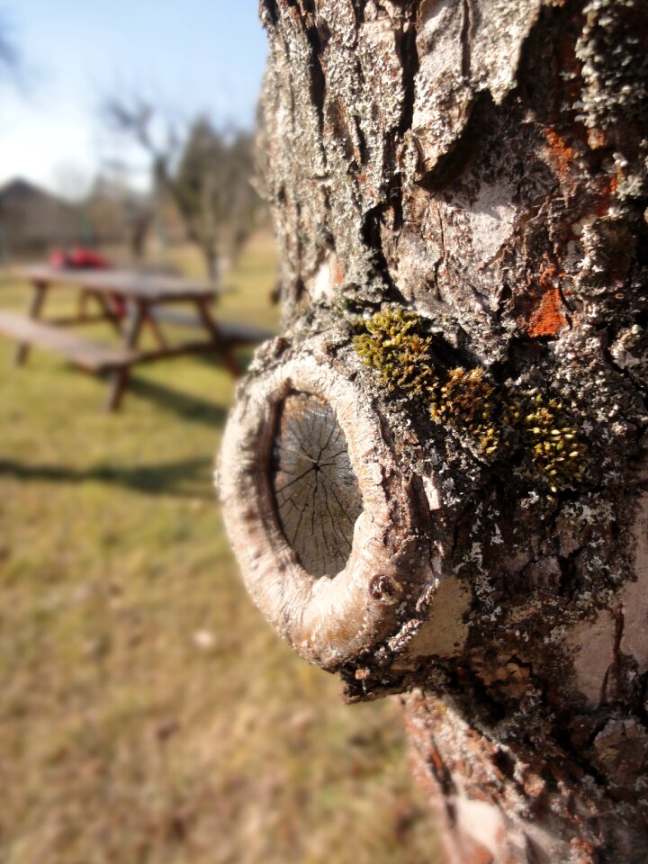 Apple tree bark strain