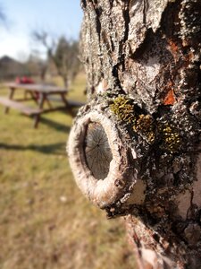 Apple tree bark strain
