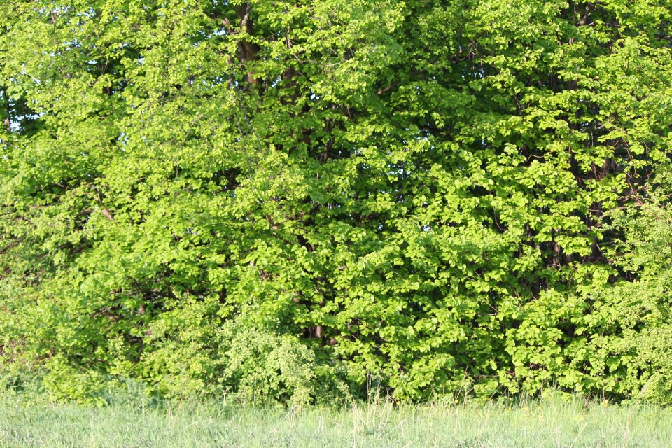 Green leaves beech forest