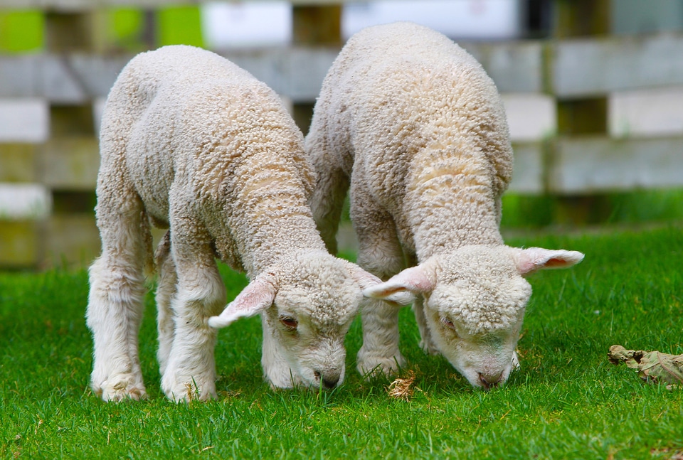 Countryside north island animal