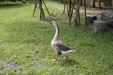 鵝 pet farmhouse