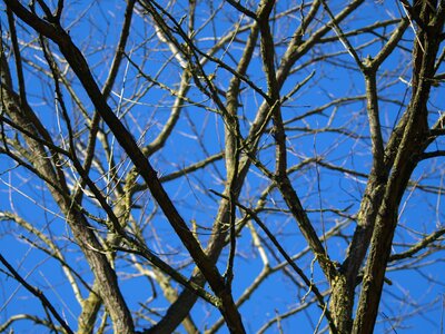Sky branches wood photo