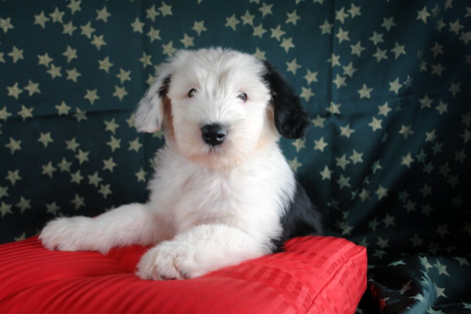 Bobtail puppy bitch