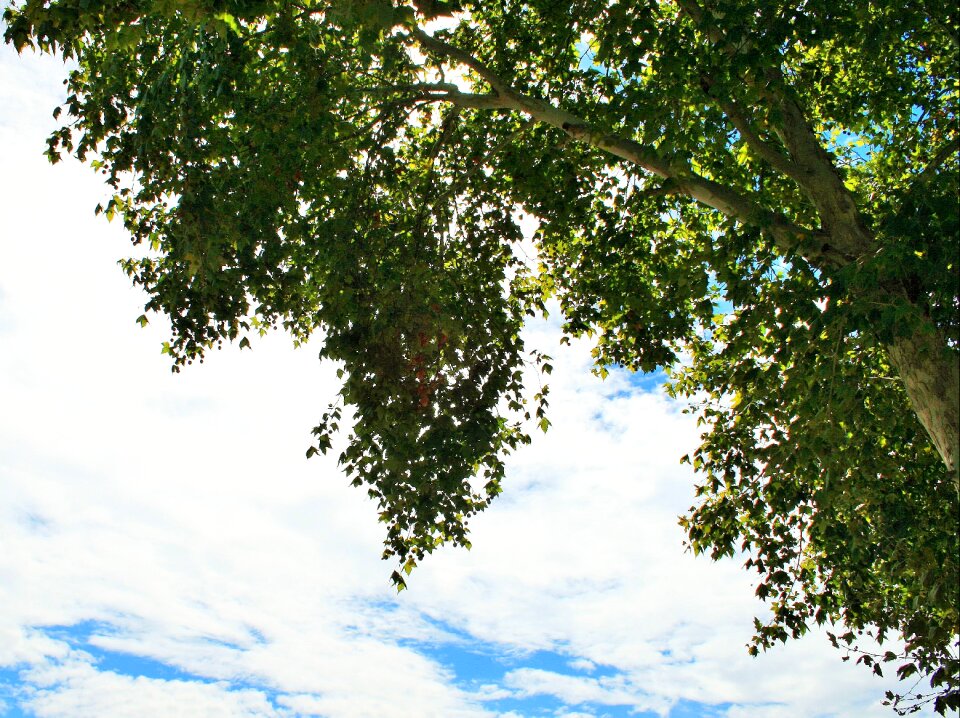 Branches foliage hanging