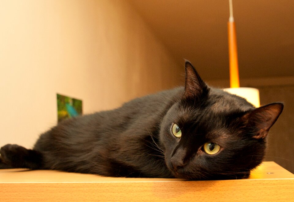 Cat black it lies