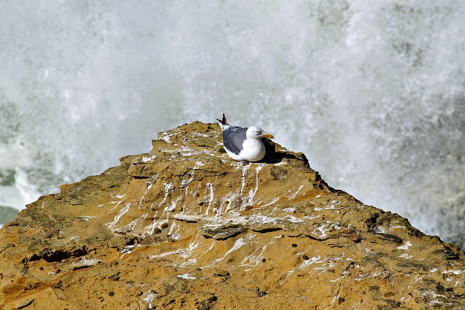 Braking wave animal nature