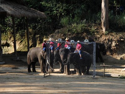 Football team elephant soccer thailand photo