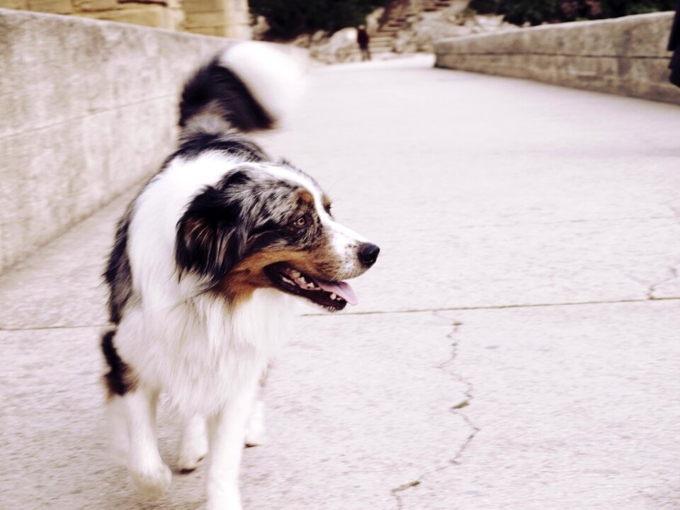 Dog path Free photos