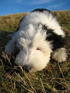 Bobtail bitch puppy