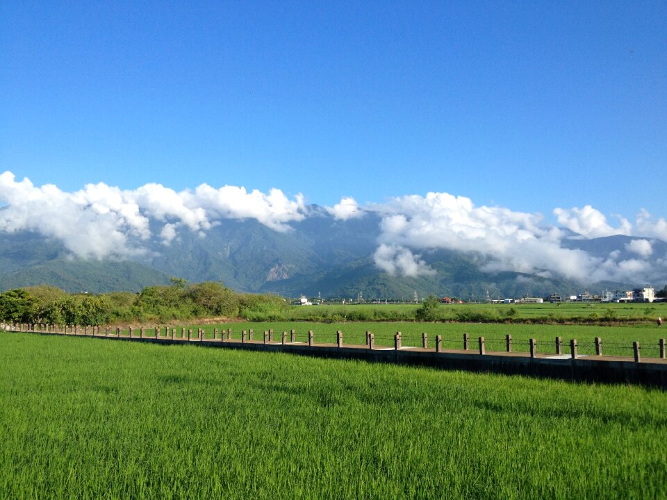 Taiwan ikegami in rice field