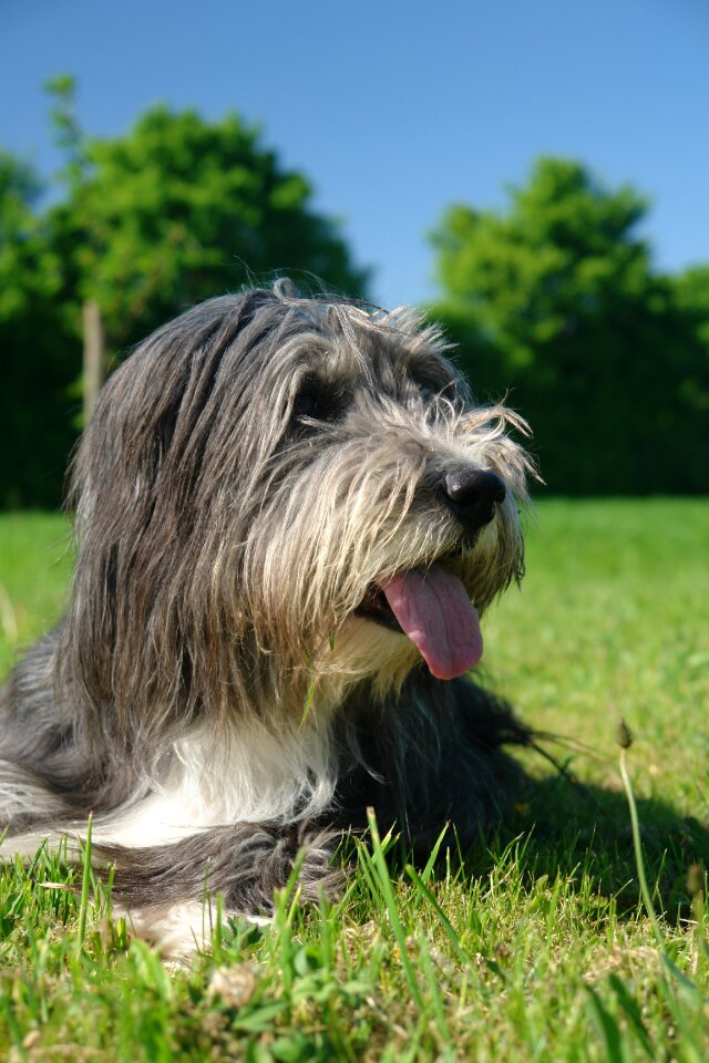 Bearded colly bitch meadow