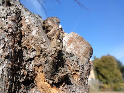 Wood old trunk