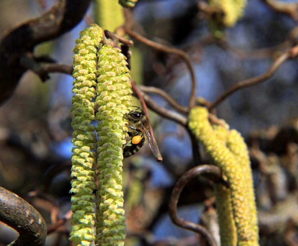 Close up true wasp collect pollen
