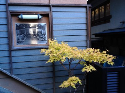 Japan autumn yellow leaf photo