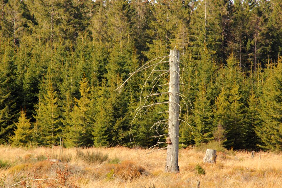 Forest dead aesthetic