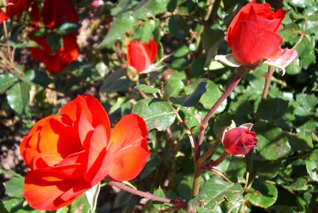 Roses gran canaria garden photo