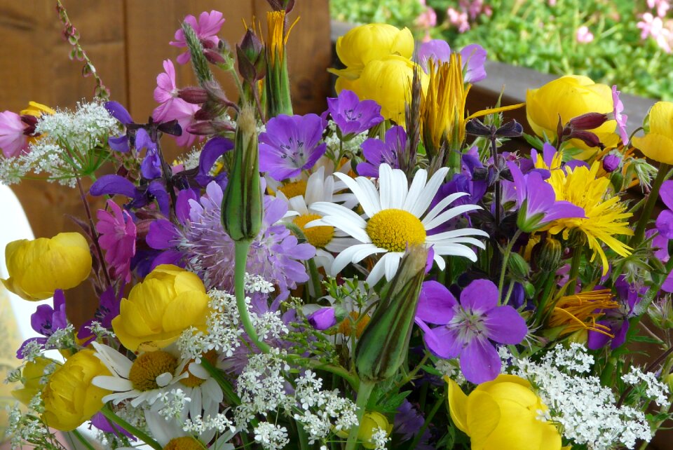 Flowers alpine alpine flower