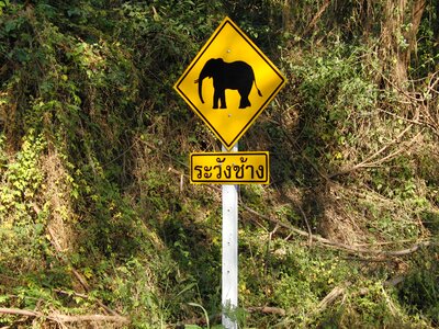 Attention elephant road sign shield photo