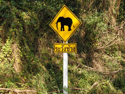 Attention elephant road sign shield