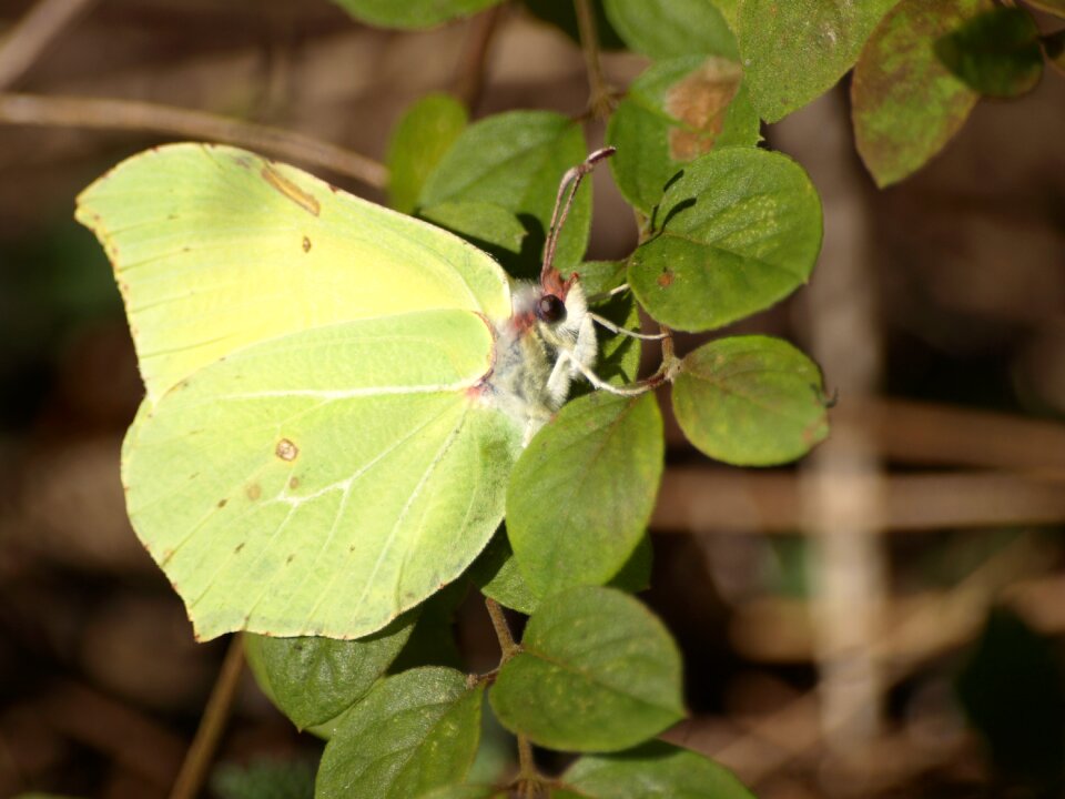 Spring gonepteryx rhamni close up