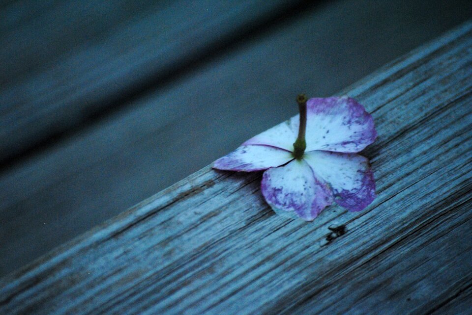 White floral plant
