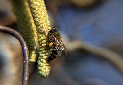 Nectar spring hazel