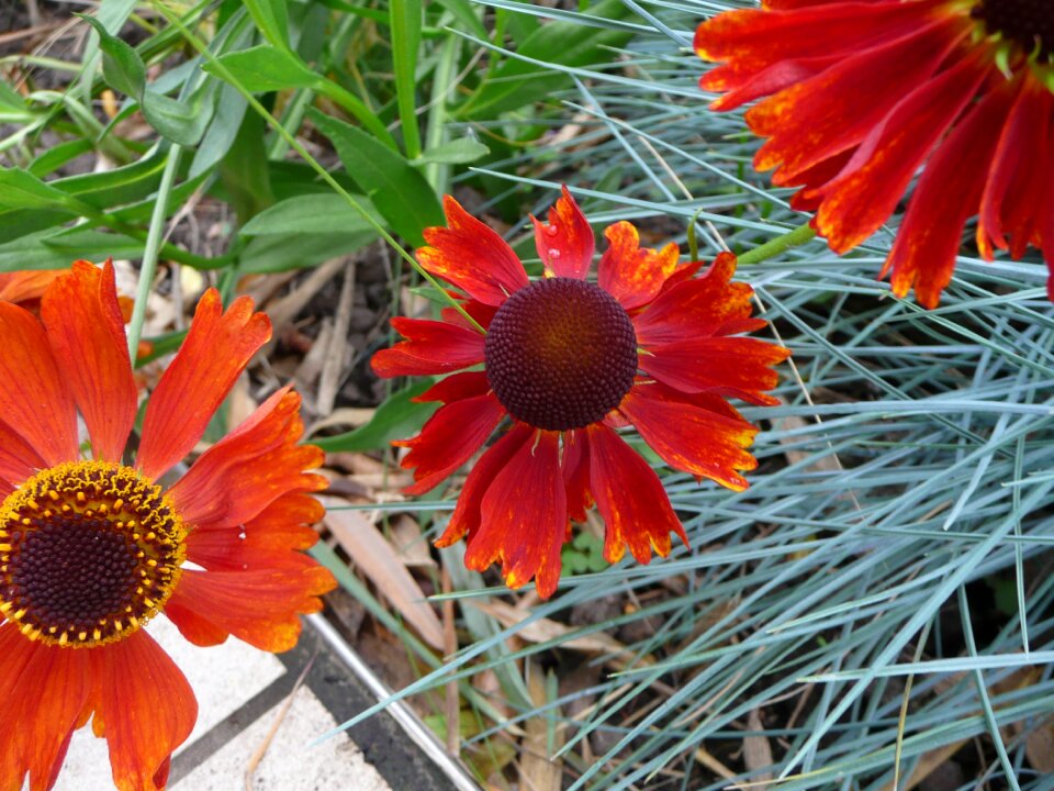 Flower plant natural