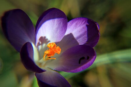 Macro bloom harbinger of spring photo