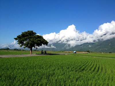 Taiwan ikegami in rice field