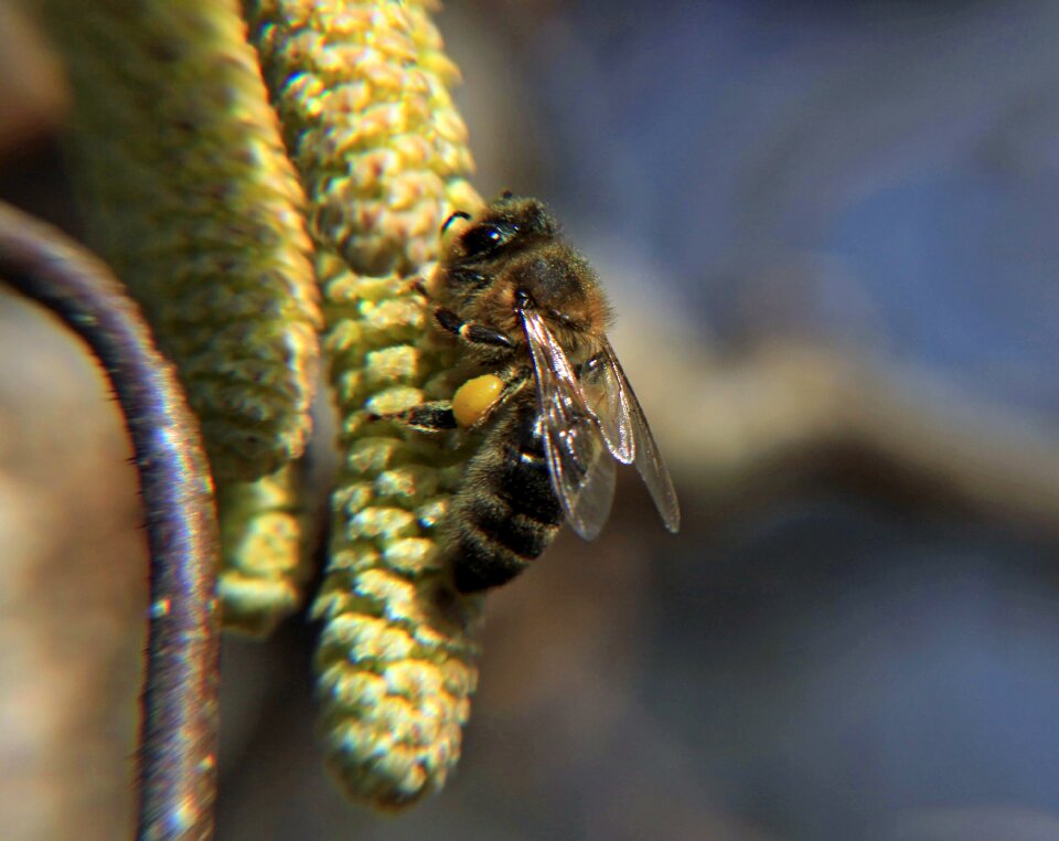 Nectar close up insect