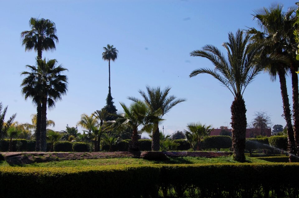 Palma plants garden