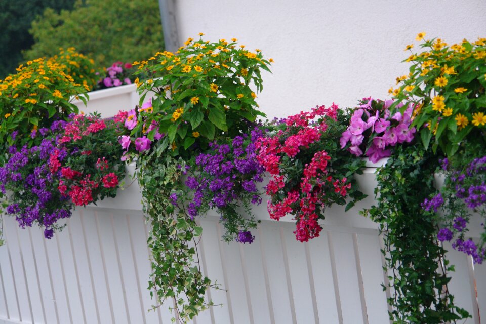 Flowering plant summer sun