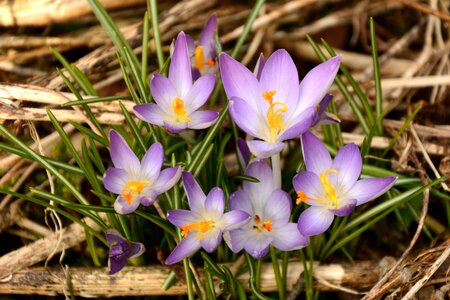 Spring blossoms flower early bloomer photo