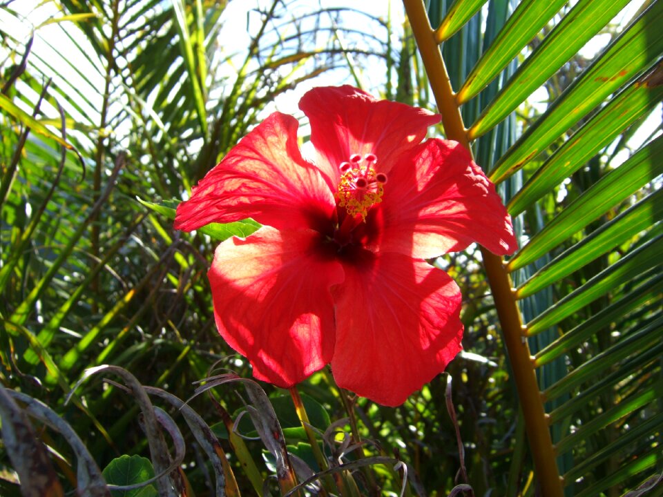 Flower exotic summer