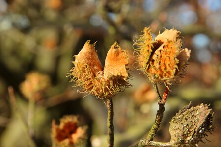Fruit pods beechnut fruit