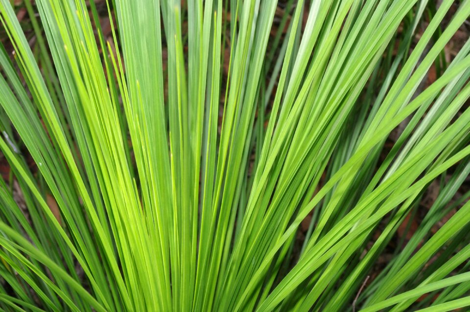 Nature foliage botanical