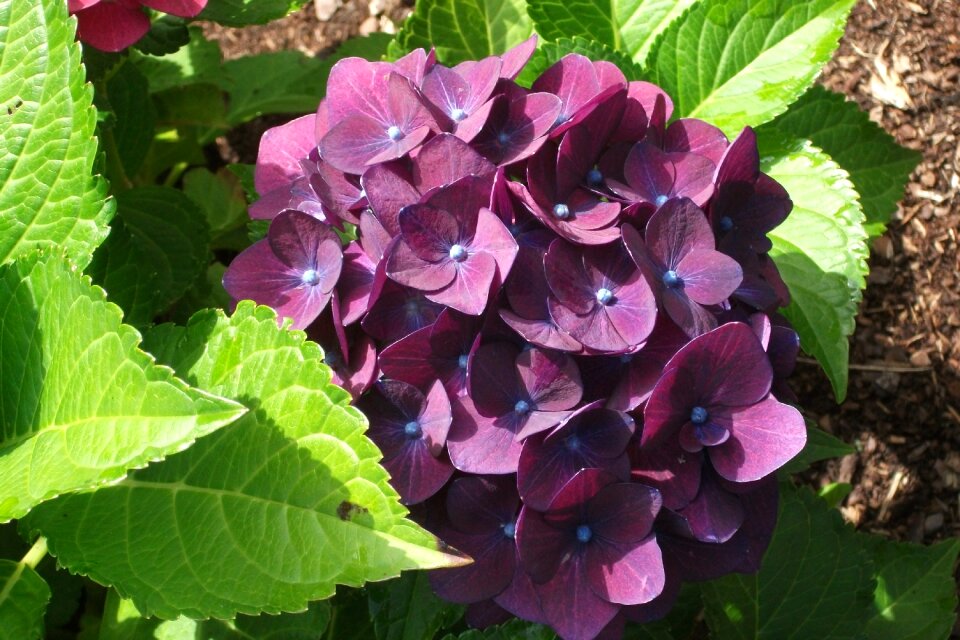 Pink flower garden spring