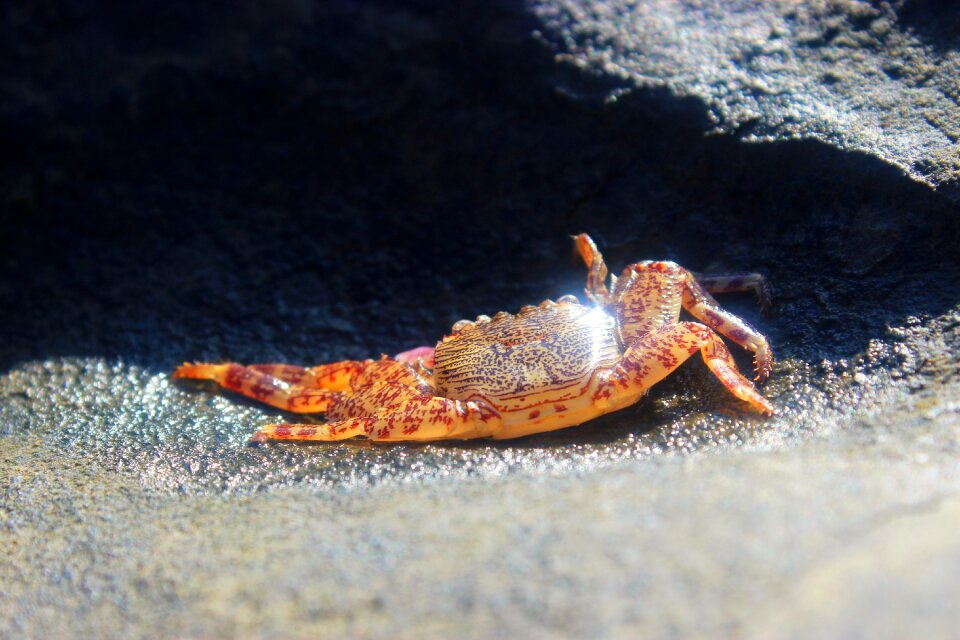 Nature animal aqua