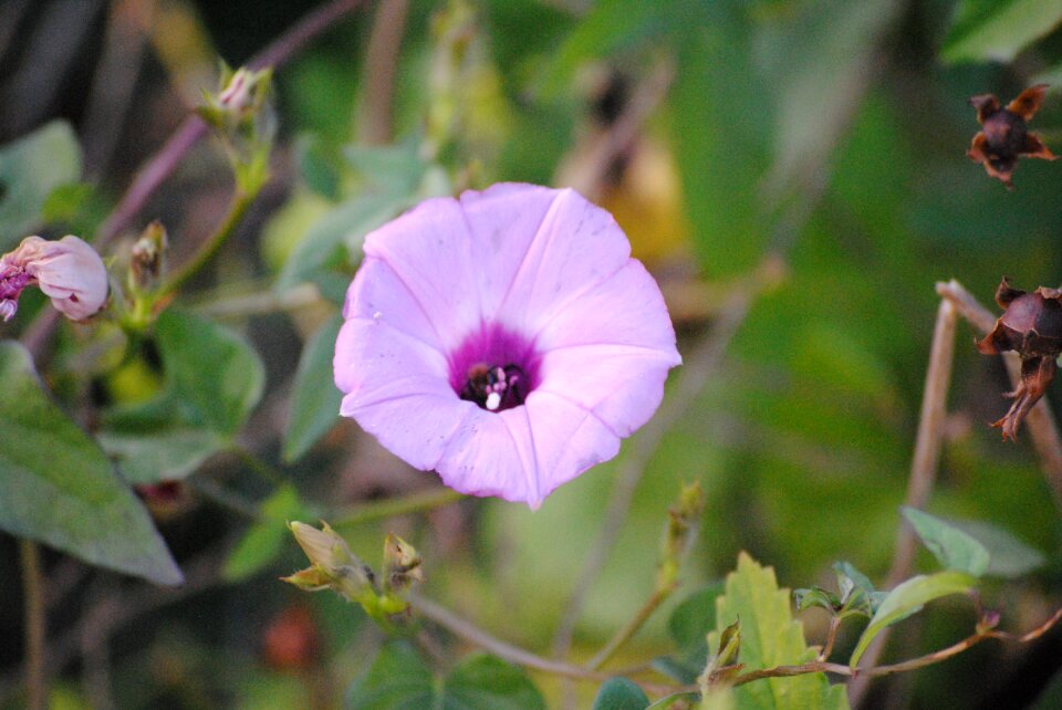 Spring flora summer
