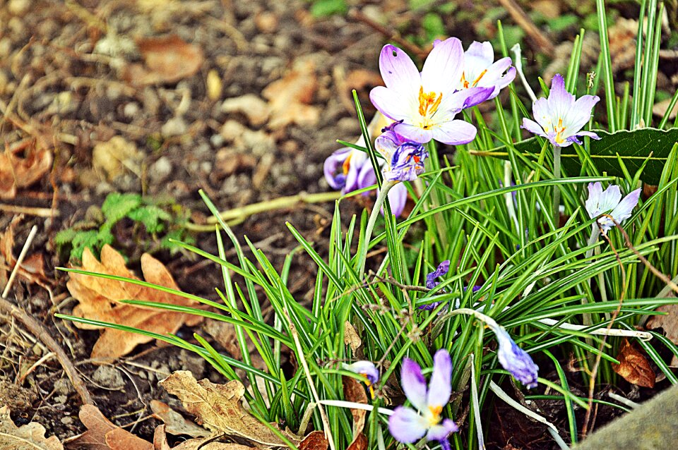Crocus nature flowers