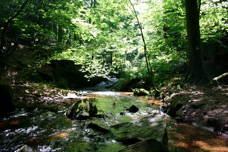 Summer landscape bach